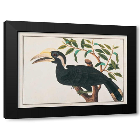 Ke-ke, Hornbill Black Modern Wood Framed Art Print with Double Matting by Anonymous