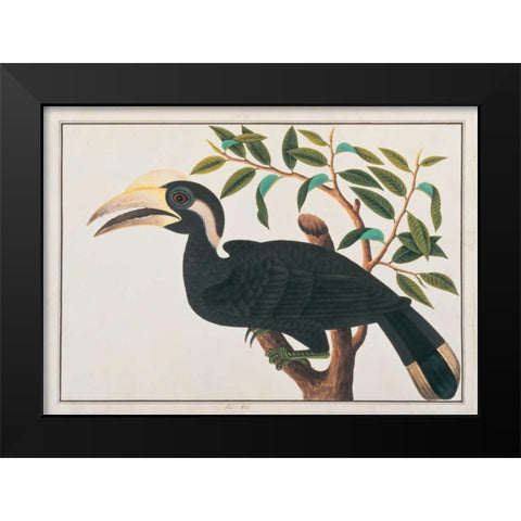 Ke-ke, Hornbill Black Modern Wood Framed Art Print by Anonymous
