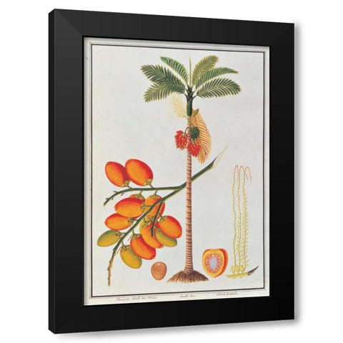 Penang Betle Nut Tree Black Modern Wood Framed Art Print with Double Matting by Anonymous