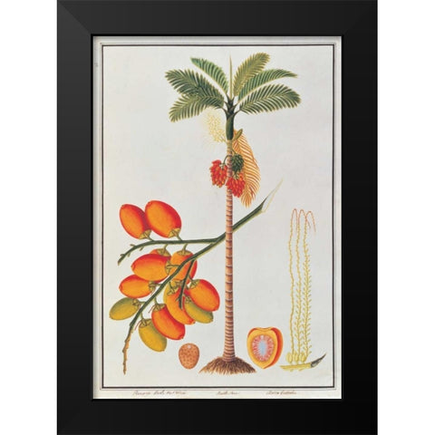 Penang Betle Nut Tree Black Modern Wood Framed Art Print by Anonymous