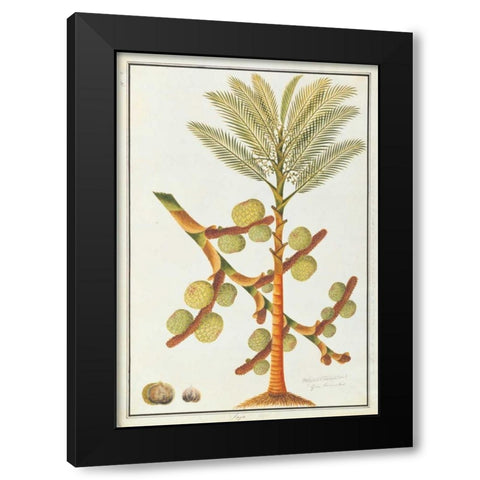 Sago Palm Black Modern Wood Framed Art Print with Double Matting by Anonymous