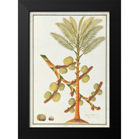 Sago Palm Black Modern Wood Framed Art Print by Anonymous