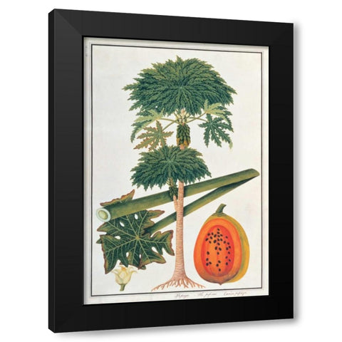 Papaya Tree Black Modern Wood Framed Art Print by Anonymous