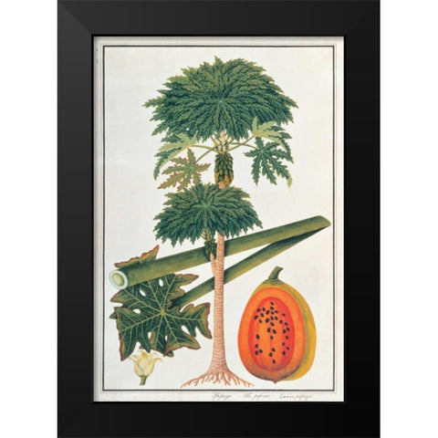 Papaya Tree Black Modern Wood Framed Art Print by Anonymous