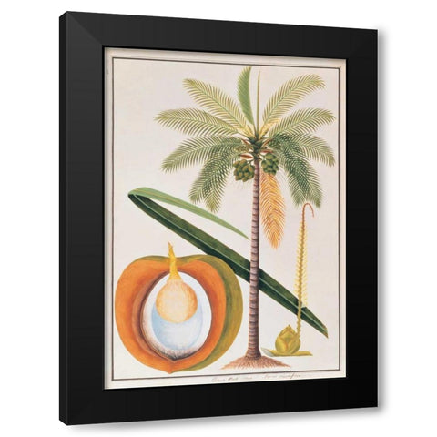 Coconut Palm Black Modern Wood Framed Art Print with Double Matting by Anonymous