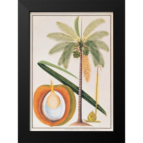 Coconut Palm Black Modern Wood Framed Art Print by Anonymous