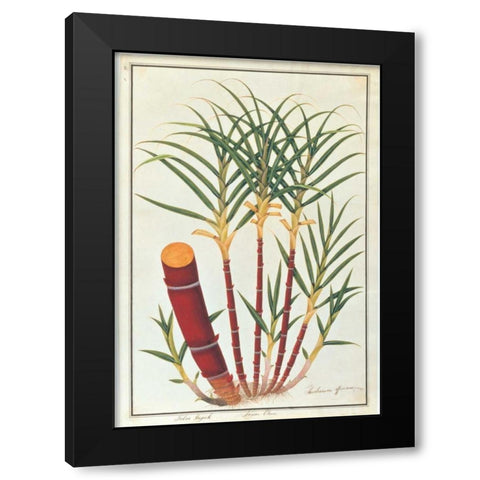 Sugar Cane Black Modern Wood Framed Art Print with Double Matting by Anonymous