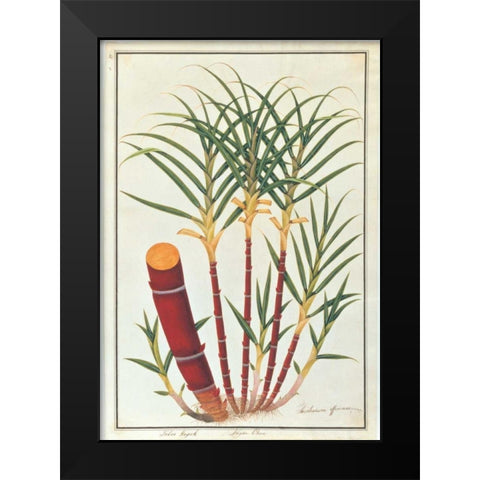 Sugar Cane Black Modern Wood Framed Art Print by Anonymous