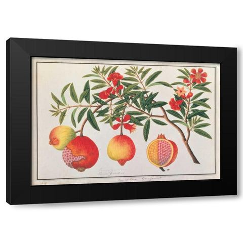 Pomegranate Black Modern Wood Framed Art Print by Anonymous