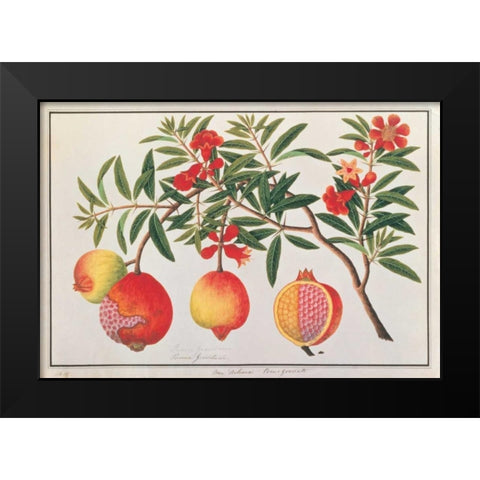 Pomegranate Black Modern Wood Framed Art Print by Anonymous
