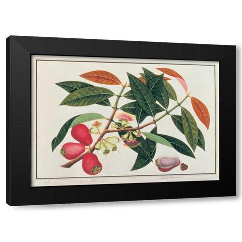 Malay Rose Apple Black Modern Wood Framed Art Print with Double Matting by Anonymous