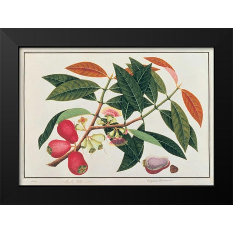 Malay Rose Apple Black Modern Wood Framed Art Print by Anonymous