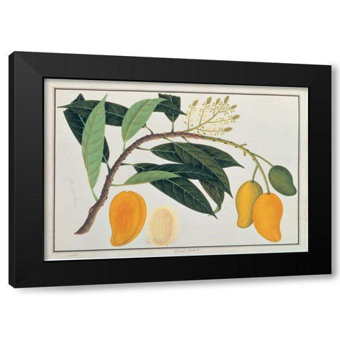 Mango Black Modern Wood Framed Art Print by Anonymous