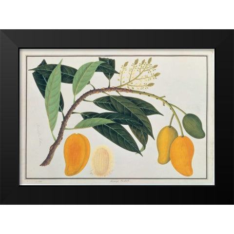 Mango Black Modern Wood Framed Art Print by Anonymous