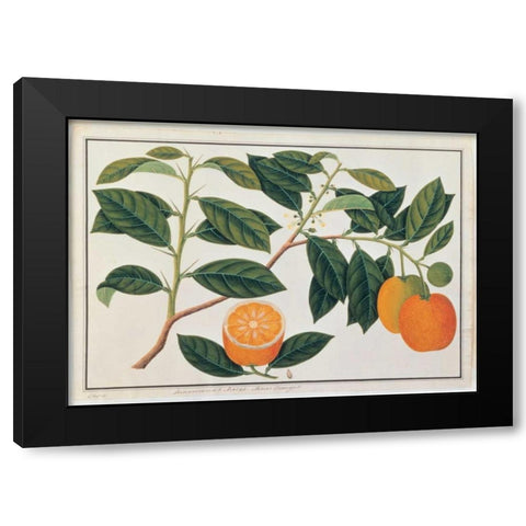 Macao Oranges Black Modern Wood Framed Art Print with Double Matting by Anonymous