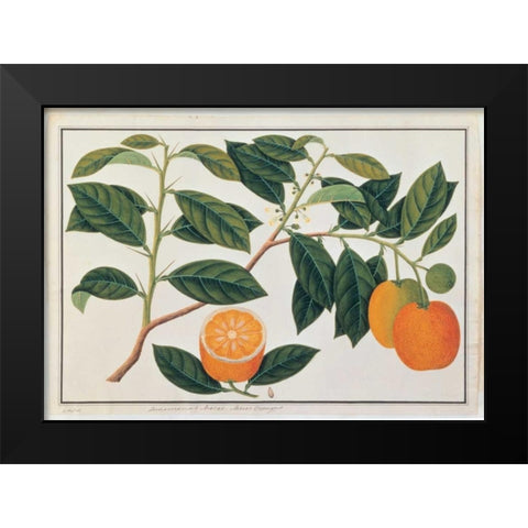 Macao Oranges Black Modern Wood Framed Art Print by Anonymous
