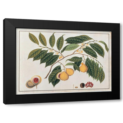 Nutmeg Black Modern Wood Framed Art Print with Double Matting by Anonymous