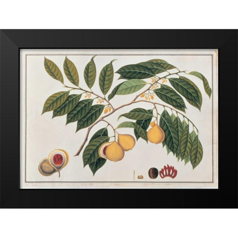 Nutmeg Black Modern Wood Framed Art Print by Anonymous