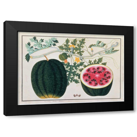 Watermelon Black Modern Wood Framed Art Print with Double Matting by Anonymous