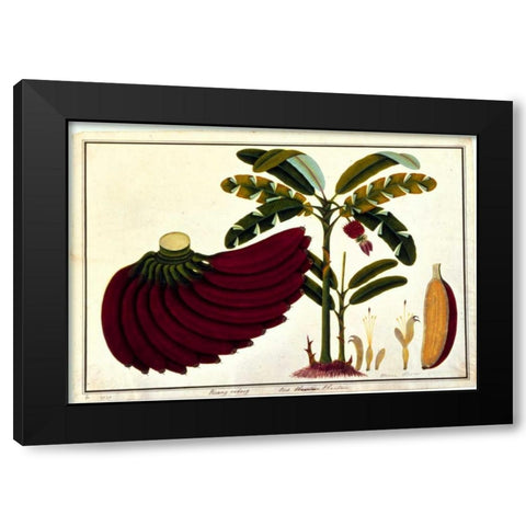 Banana Black Modern Wood Framed Art Print with Double Matting by Anonymous