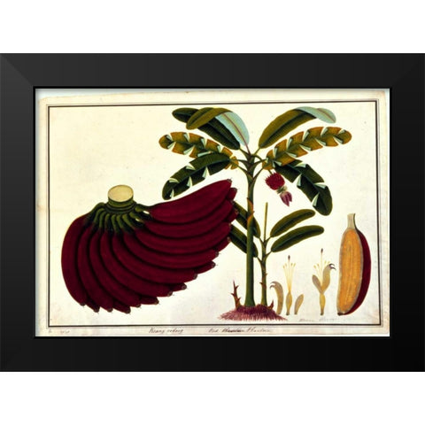 Banana Black Modern Wood Framed Art Print by Anonymous