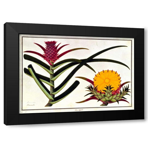 Pineapple Black Modern Wood Framed Art Print with Double Matting by Anonymous