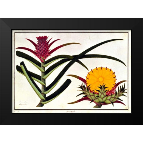 Pineapple Black Modern Wood Framed Art Print by Anonymous