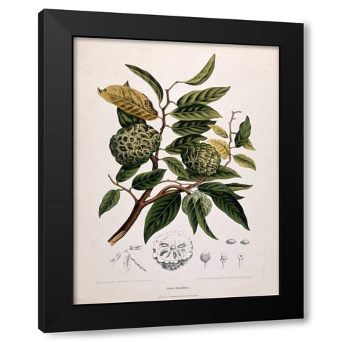 Custard Apple Black Modern Wood Framed Art Print by Van Nooten, Madame