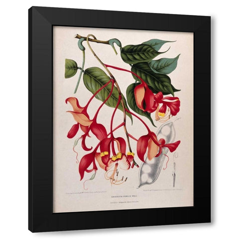 Orchid tree, Pride of Burma Black Modern Wood Framed Art Print with Double Matting by Van Nooten, Madame