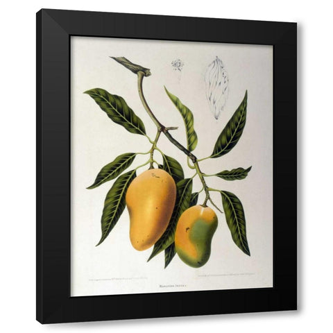 Mangosteen Black Modern Wood Framed Art Print with Double Matting by Van Nooten, Madame