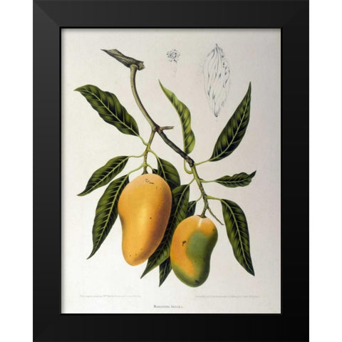 Mangosteen Black Modern Wood Framed Art Print by Van Nooten, Madame