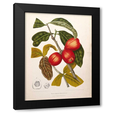 Rose Apple fruiting Black Modern Wood Framed Art Print by Van Nooten, Madame