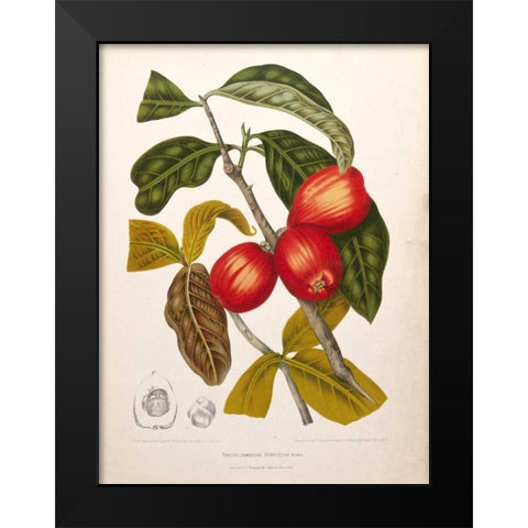 Rose Apple fruiting Black Modern Wood Framed Art Print by Van Nooten, Madame