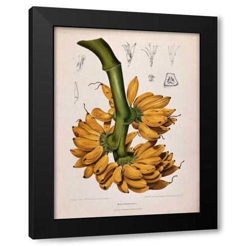 Plantain, Banana Black Modern Wood Framed Art Print by Van Nooten, Madame