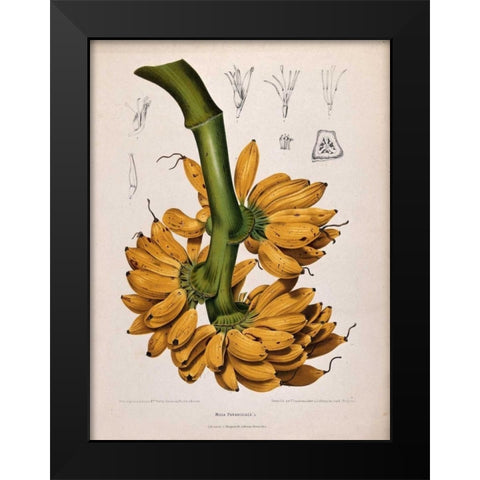 Plantain, Banana Black Modern Wood Framed Art Print by Van Nooten, Madame
