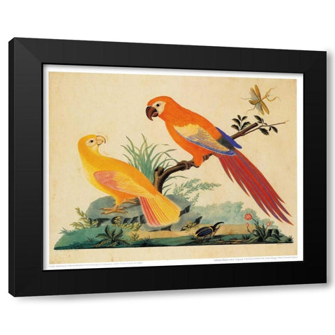 Two Parrots Black Modern Wood Framed Art Print by Raineri, Carlo, Vittorio