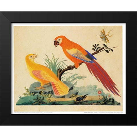 Two Parrots Black Modern Wood Framed Art Print by Raineri, Carlo, Vittorio