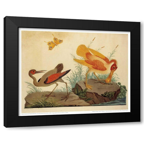Spoonbill and Fantasy Stork Black Modern Wood Framed Art Print with Double Matting by Raineri, Carlo, Vittorio