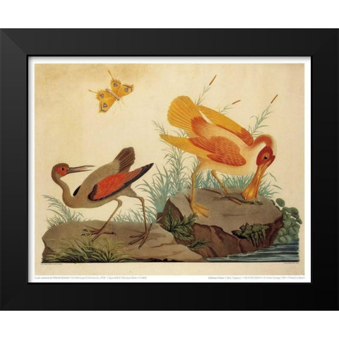Spoonbill and Fantasy Stork Black Modern Wood Framed Art Print by Raineri, Carlo, Vittorio