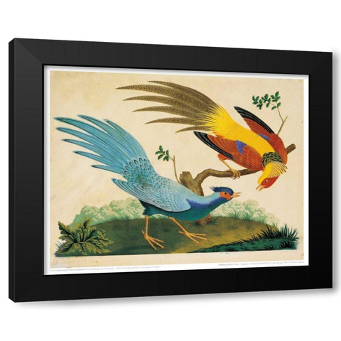 Golden and Silver Pheasant Black Modern Wood Framed Art Print with Double Matting by Raineri, Carlo, Vittorio