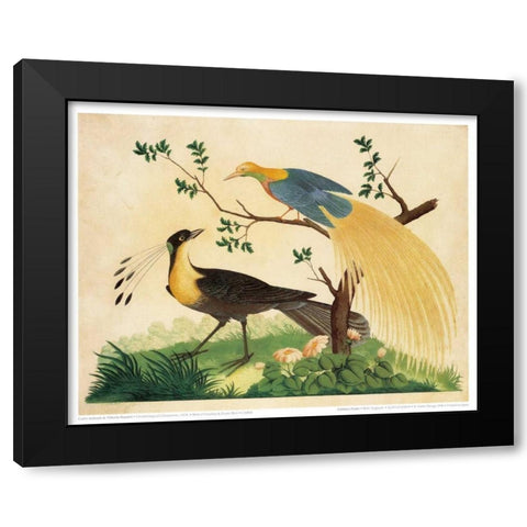 Bird of Paradise and Exotic Bird Black Modern Wood Framed Art Print with Double Matting by Raineri, Carlo, Vittorio