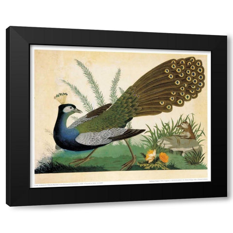 Peacock and Mole Black Modern Wood Framed Art Print with Double Matting by Raineri, Carlo, Vittorio
