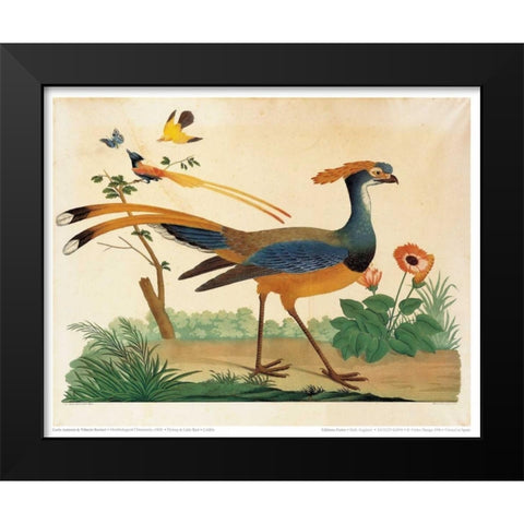 Flytrap, Little bird and Butterfly Black Modern Wood Framed Art Print by Raineri, Carlo, Vittorio