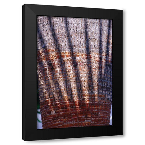 Date Palm Crown Black Modern Wood Framed Art Print by Blue, Cyril