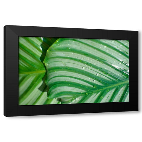 Tropical Leaf Black Modern Wood Framed Art Print by Blue, Cyril