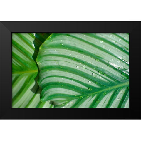 Tropical Leaf Black Modern Wood Framed Art Print by Blue, Cyril