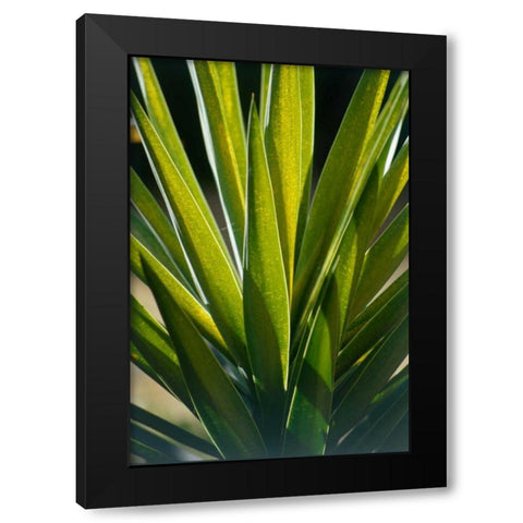 Aloe Black Modern Wood Framed Art Print with Double Matting by Blue, Cyril