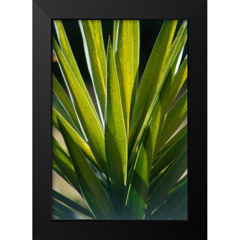 Aloe Black Modern Wood Framed Art Print by Blue, Cyril