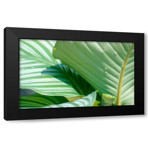 Tropical Leaves Black Modern Wood Framed Art Print with Double Matting by Blue, Cyril