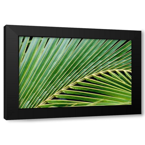 Palm Frond Black Modern Wood Framed Art Print with Double Matting by Blue, Cyril